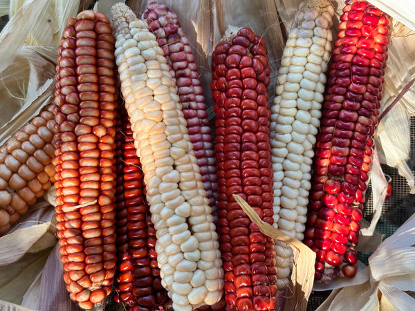 Magic Manna Corn – Redwood Seeds