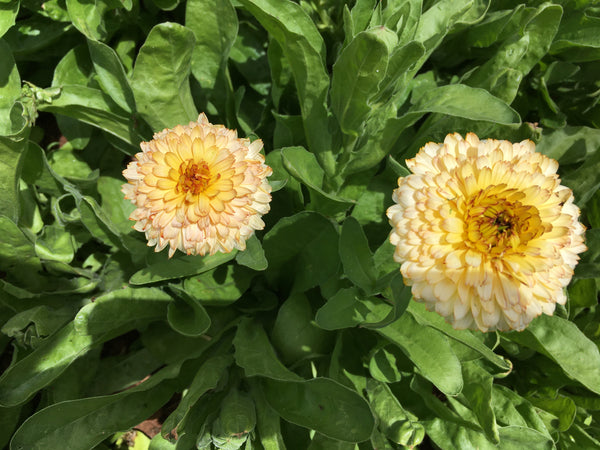 Snow Princess Calendula – Redwood Seeds