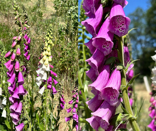 Foxglove – Redwood Seeds