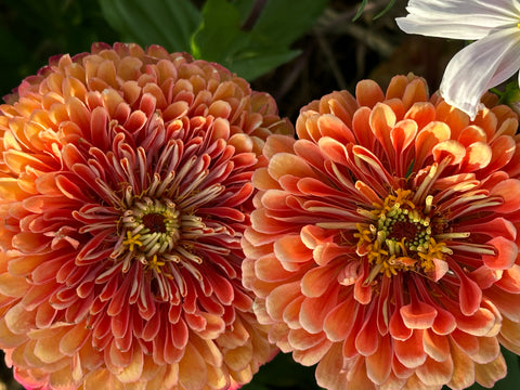 Salmon Rose Zinnia