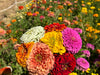 Benary's Giant MIx Zinnia