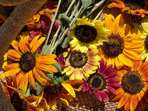 Eel River Sunflower – Redwood Seeds