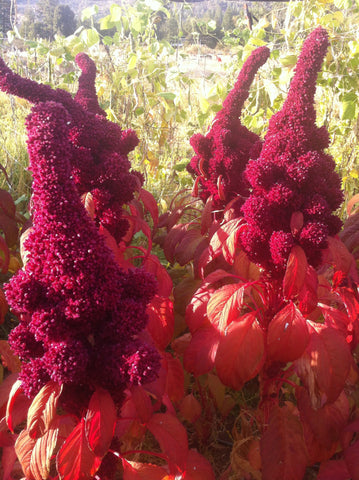 Elephant Head Amaranth