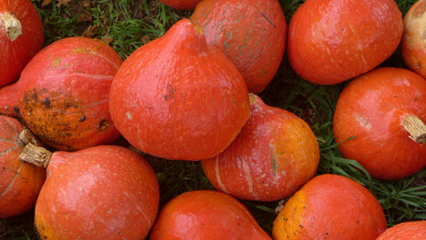 Red Kuri Squash