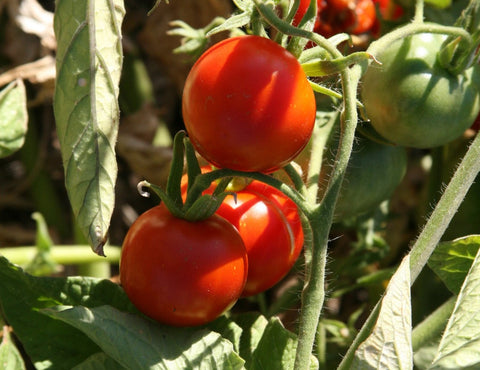 Tomatoes – Redwood Seeds