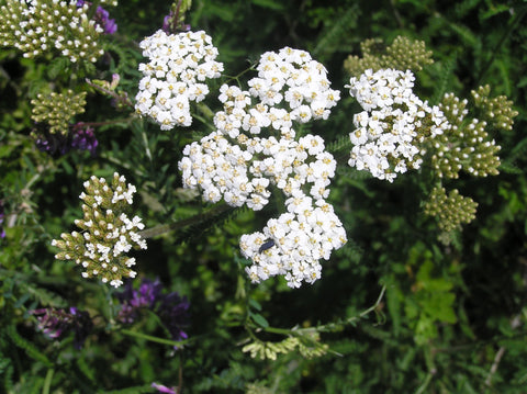 Yarrow